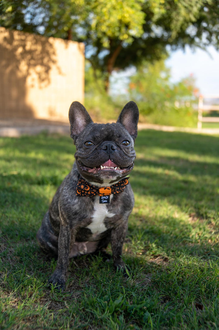 Limited Edition Black Magic Bow