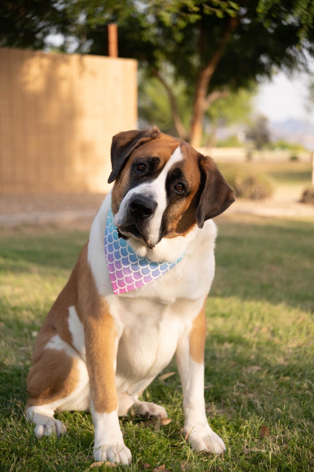 saint bernard wearing  a pastel rainbow bandana with mermaid scales