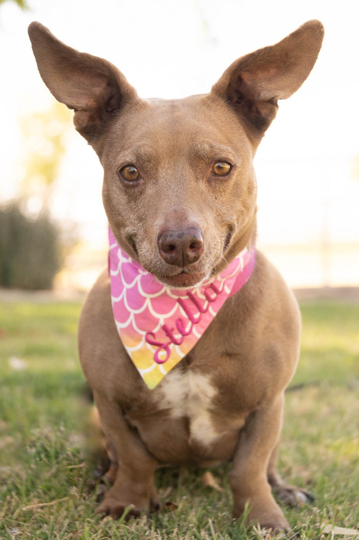 pit wiener dog mix wearing  a pastel rainbow bandana with mermaid scales