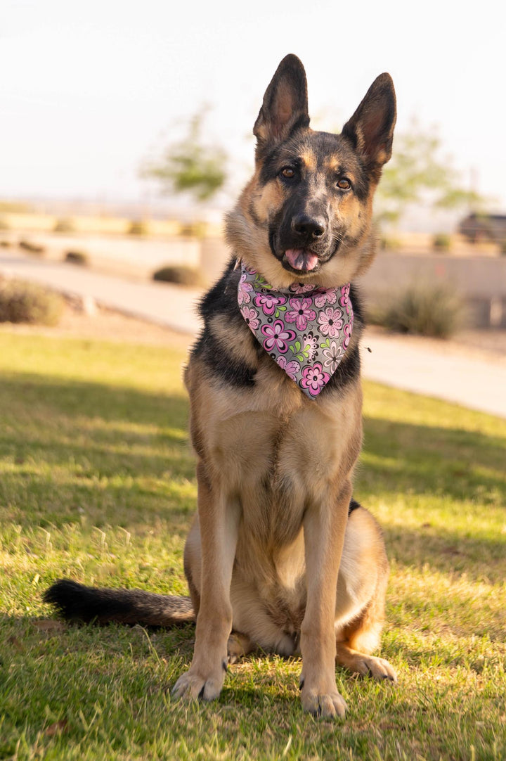 german shepherd wearing grey bandana with pink, white, green, black retro flowers