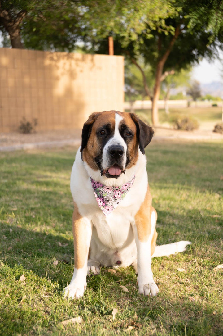 saint bernard wearing grey bandana with pink, white, green, black retro flowers