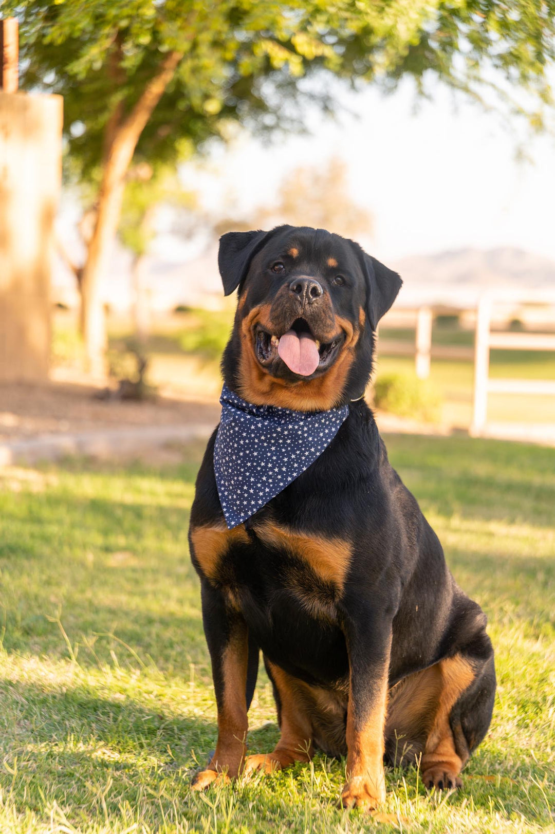 Rottweiler wearing navy bandana with white stars