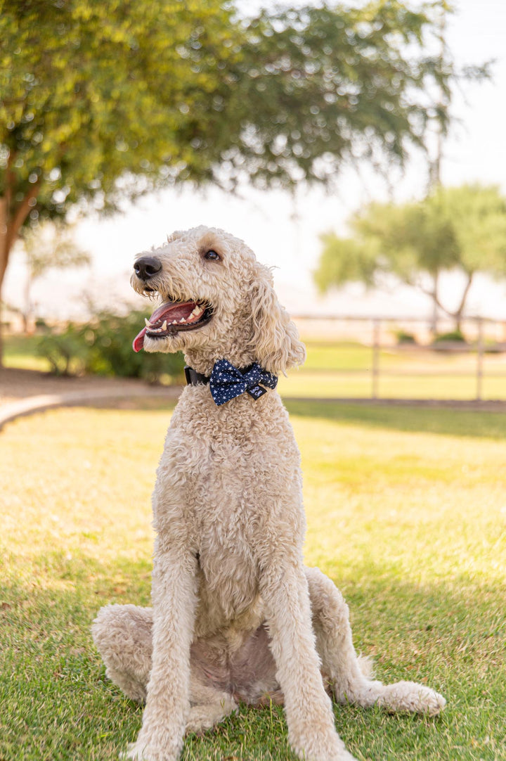 Navy with White Stars Bow