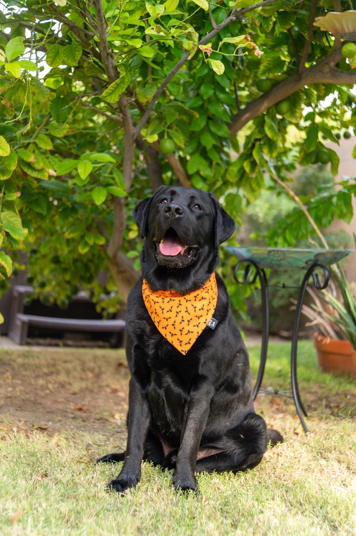Halloween Bats Bandana