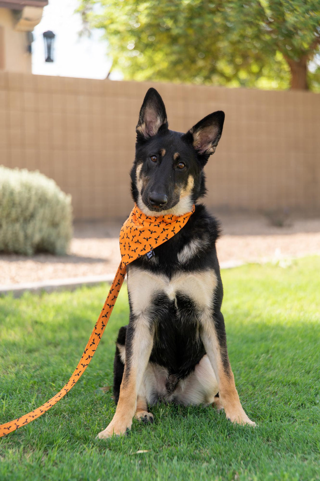 Halloween Bats Bandana