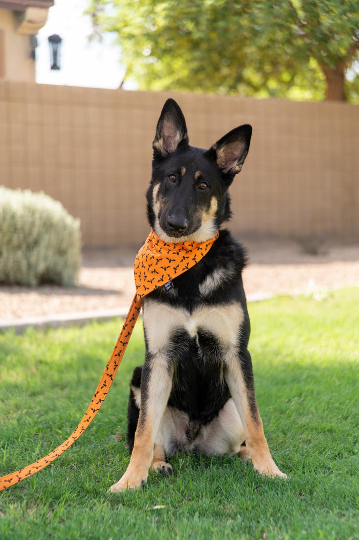 Halloween Bats Bandana