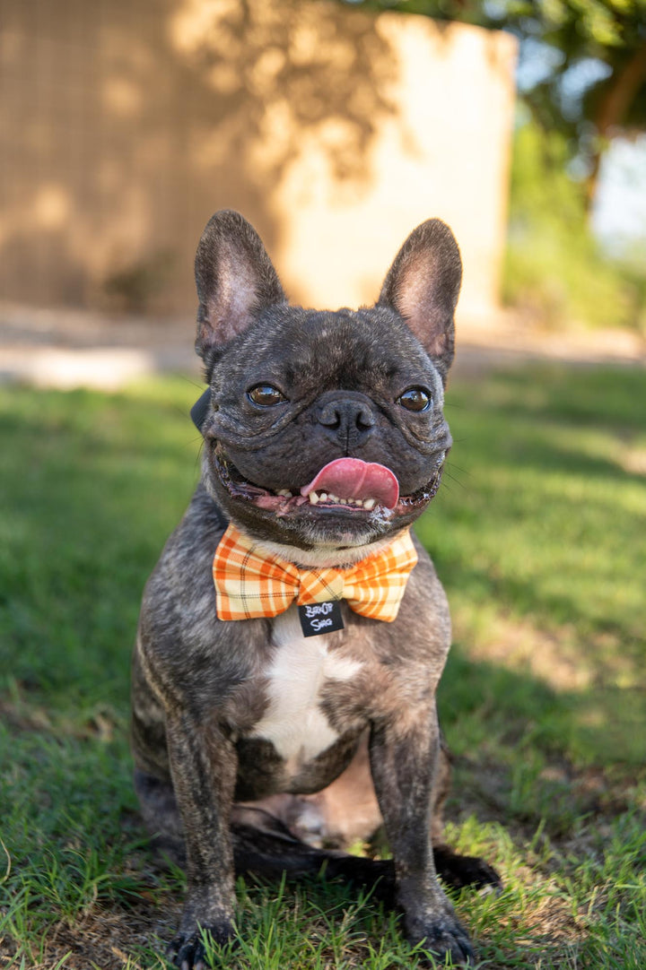 Orange Plaid Bow