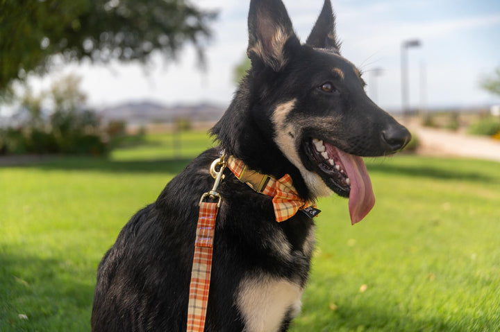Orange Plaid Collar