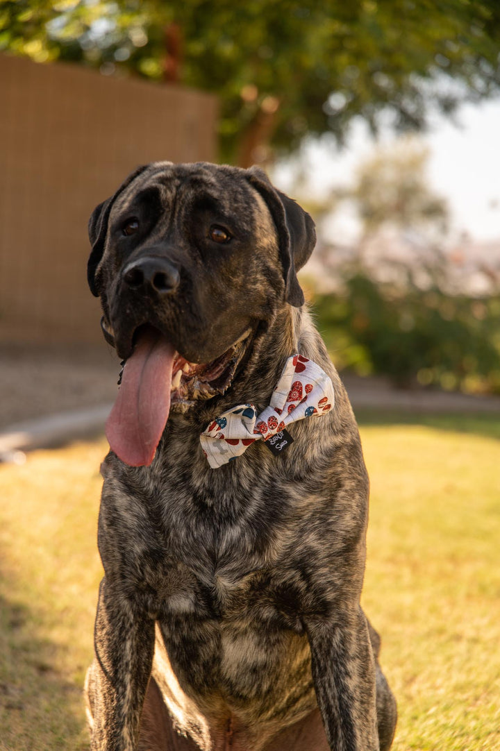 Patriotic Paws Bow