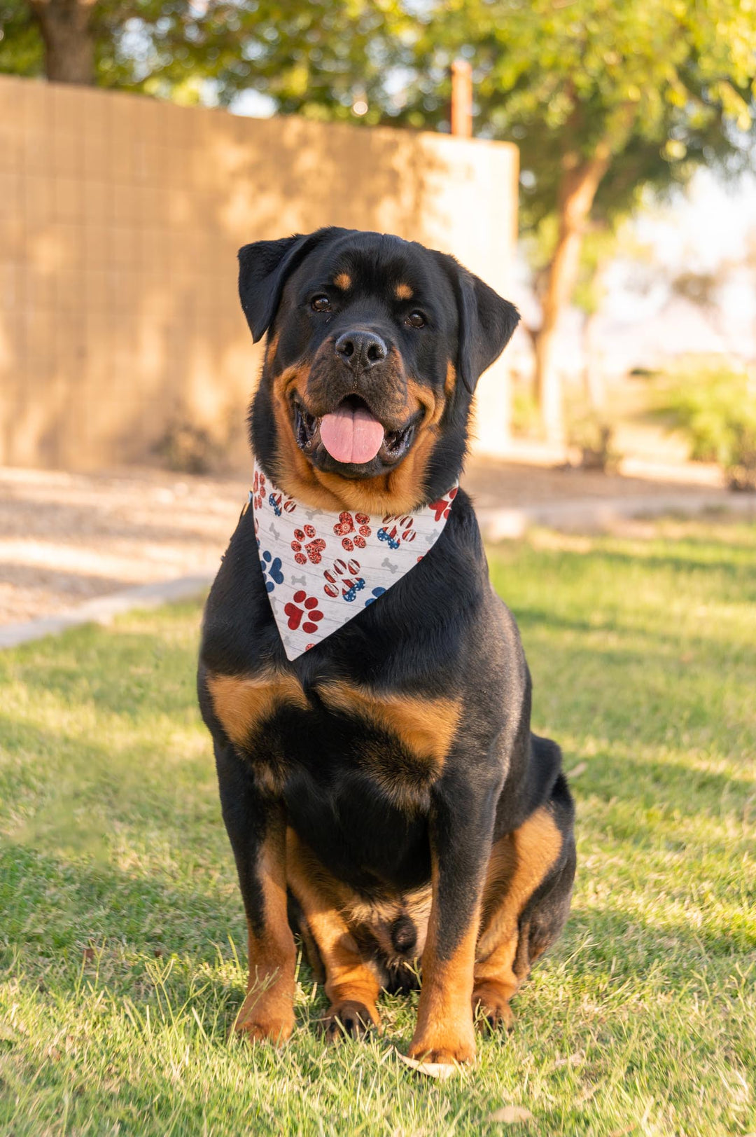 Rottweiler wearing white bandana with red white and blue dog paw prints and grey bones