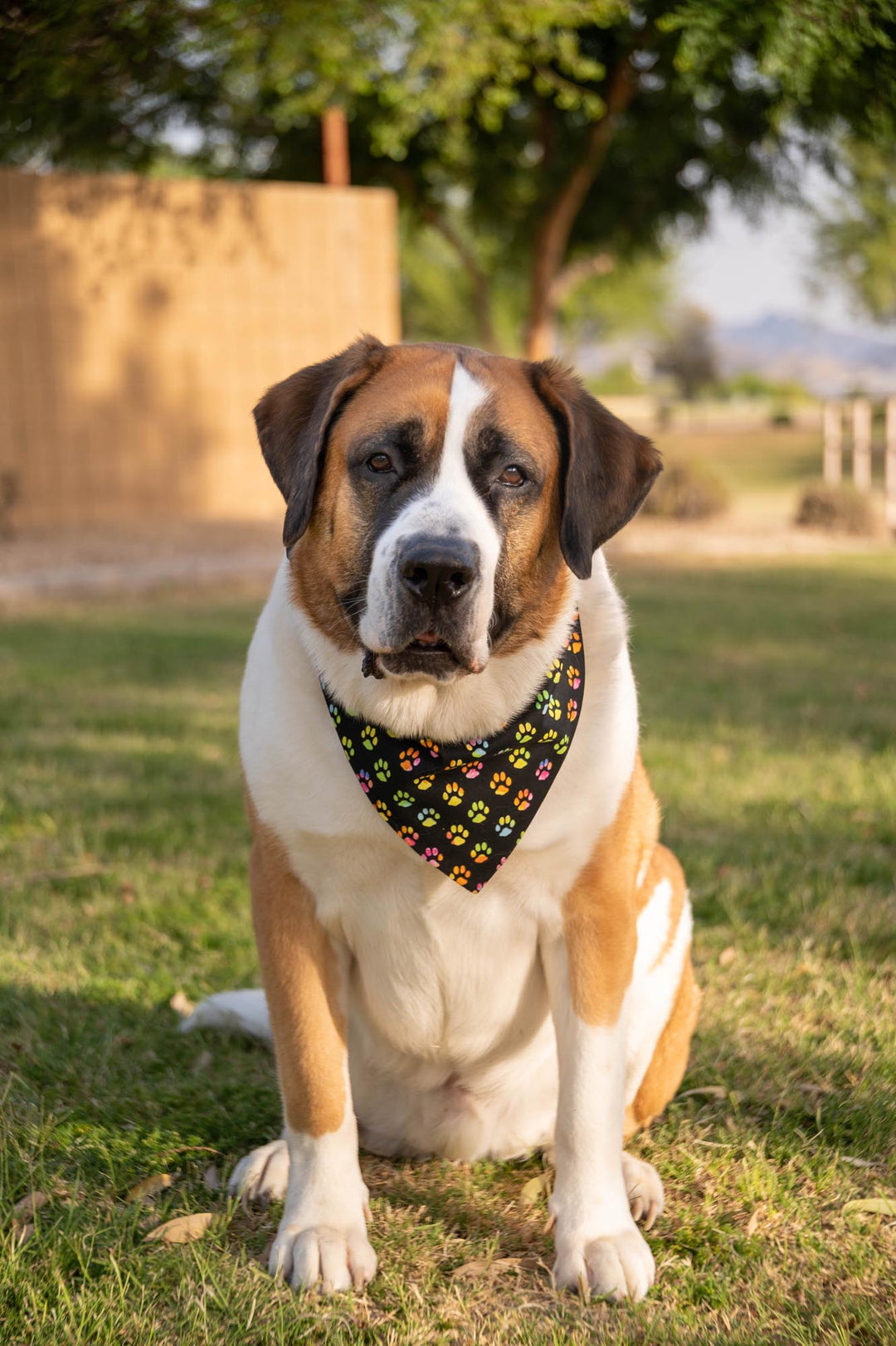 Saint bernard wearing black bandana with rainbow colored dog paw prints