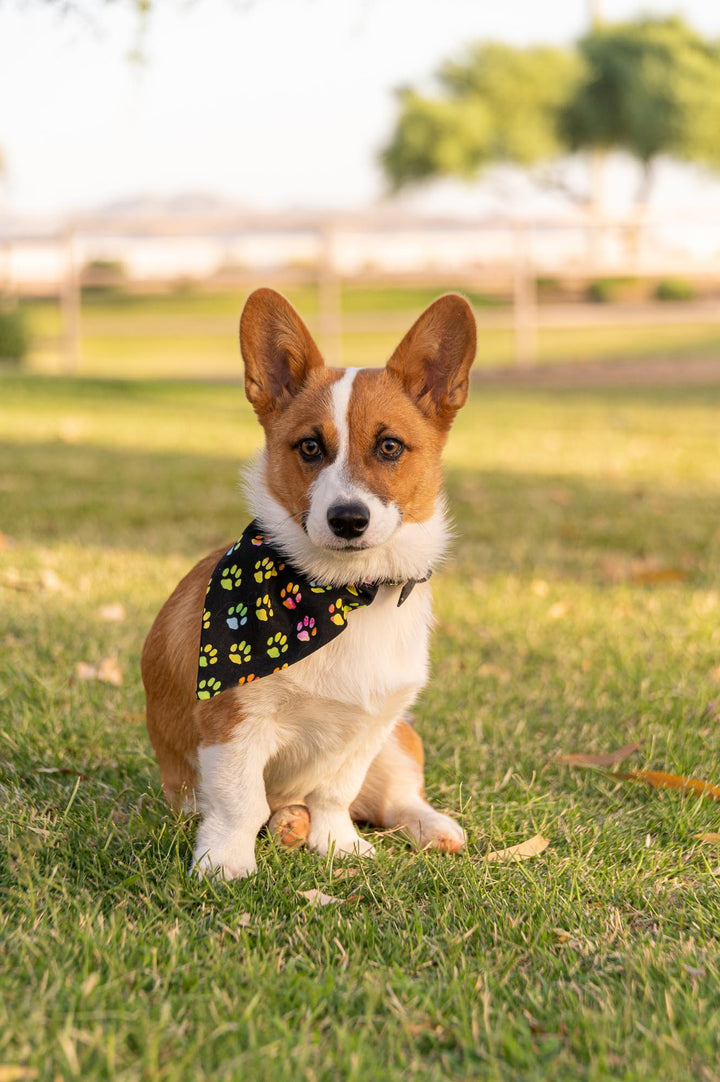 Psychedelic Paws Bandana