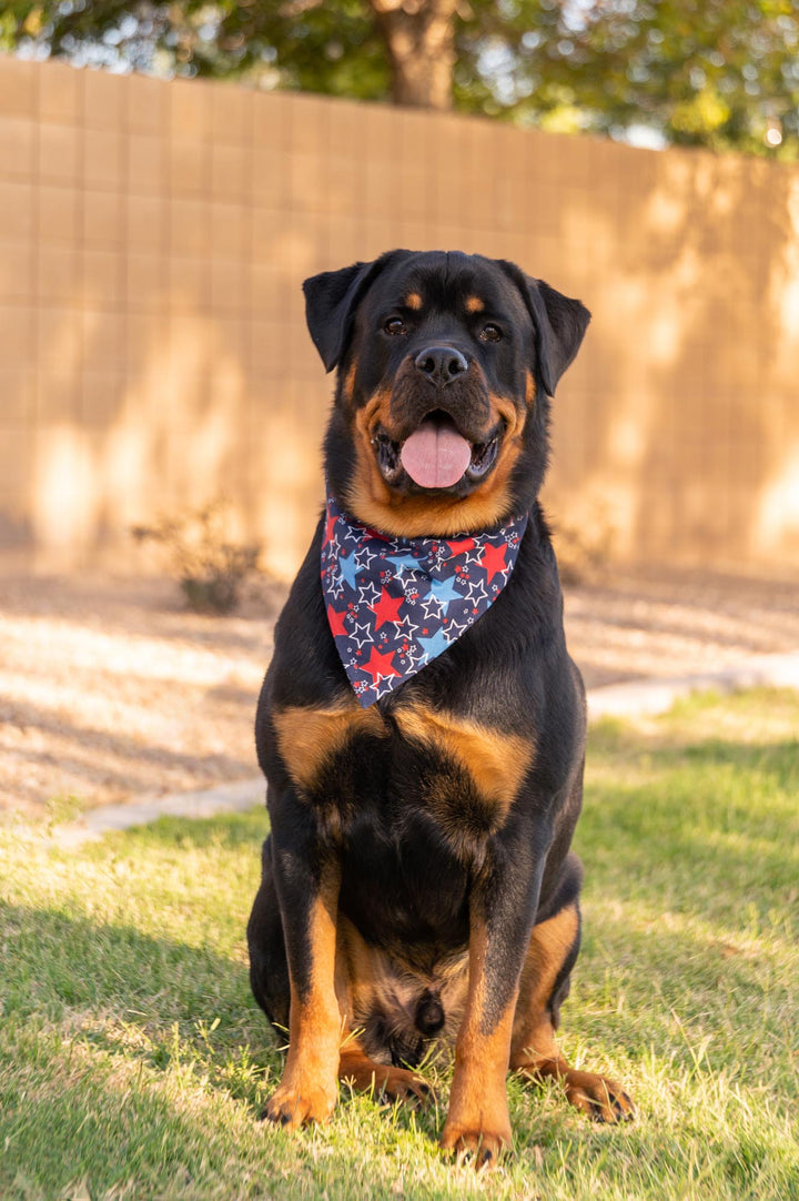 Rottweiler wearing navy bandana with Red white and blue stars