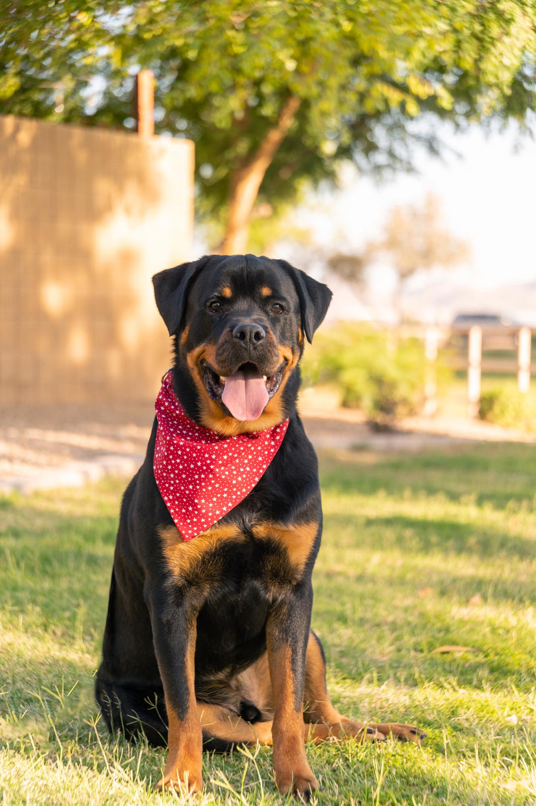 Rottweiler wearing red bandana with white stars