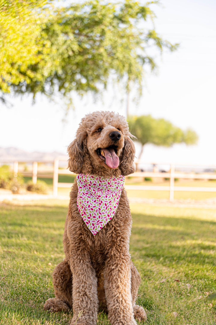 golden doodle wearing white bandana with dark pink and spring green hand drawn flower pattern