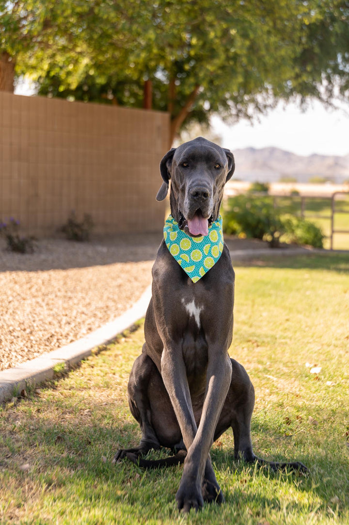 Teal-quila and Limes Bandana