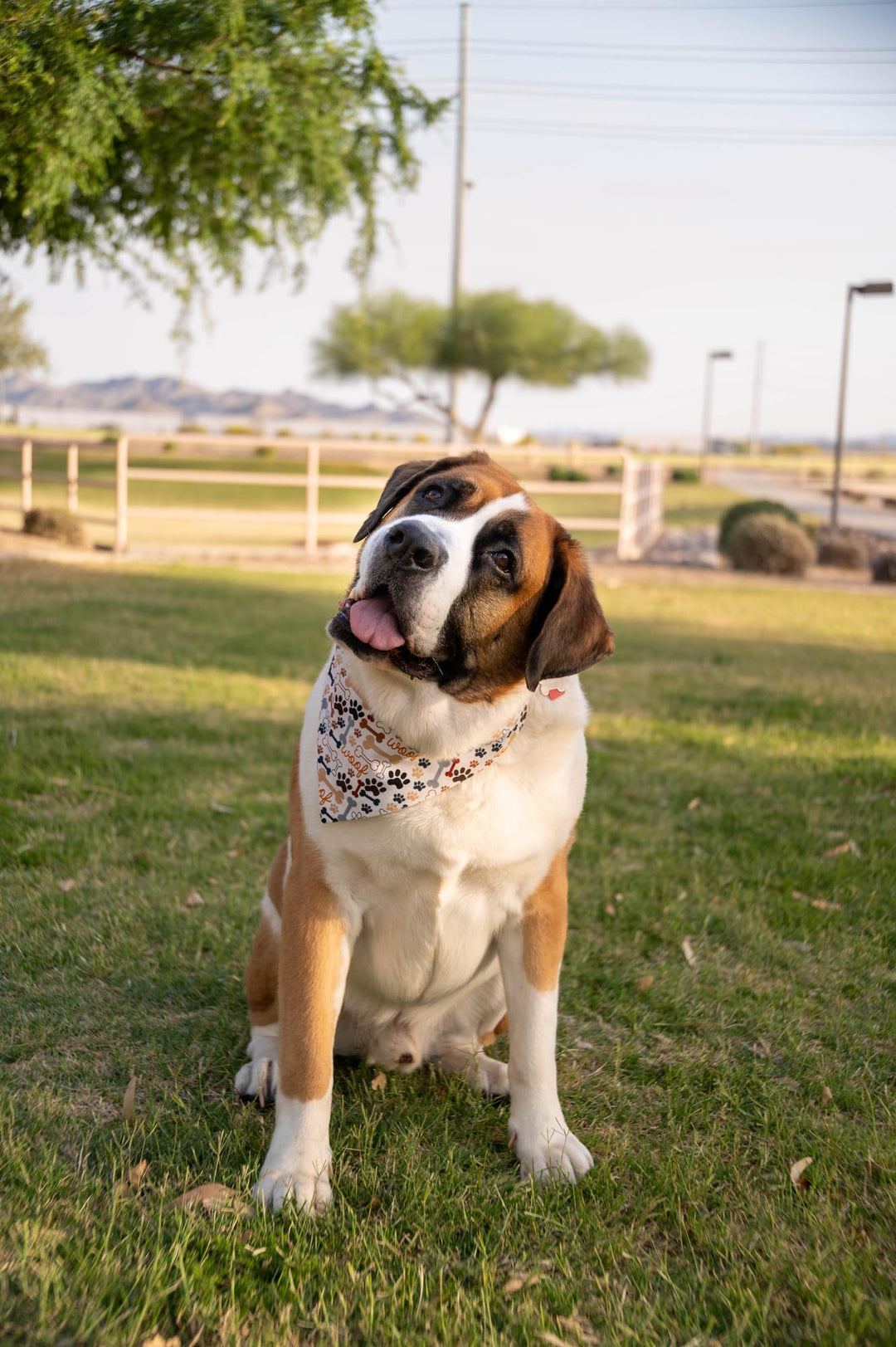 saint bernard wearing cream colored fabric bandana with grey, black, brown, tan dog bones, paw prints and the word WOOF.